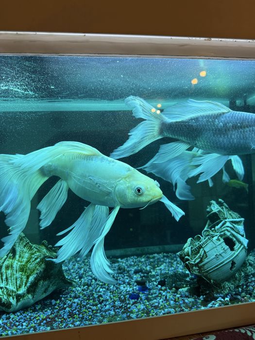 Pesti de vanzare  3 buc 25 cm