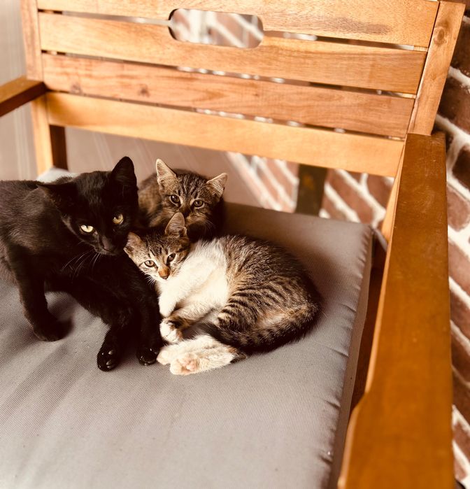 Ofer spre adoptie 2 pisicute adorabile