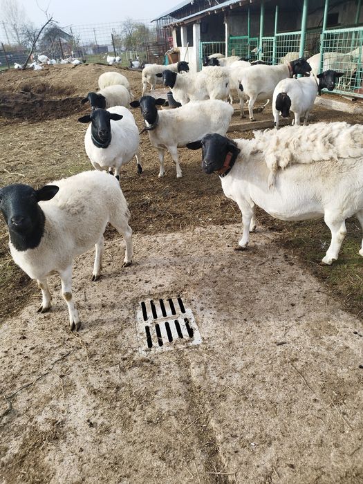 Vând 10 oi dorper