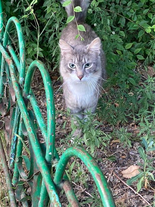 Котёнок 6-7 месяцев мальчик