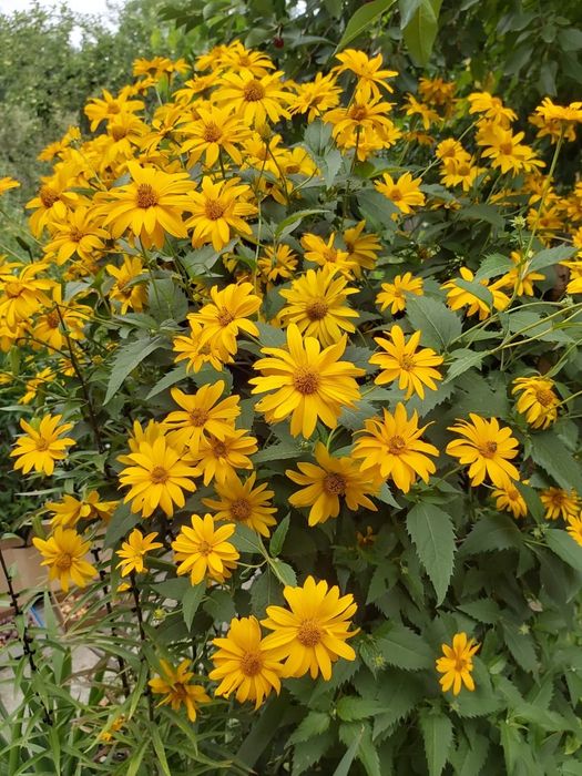 Гелиопсис подсолнечниковидный саженцы