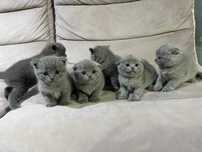 Pui british shorthair si scotish fold