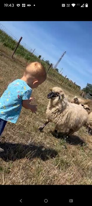 De vânzare zece miele