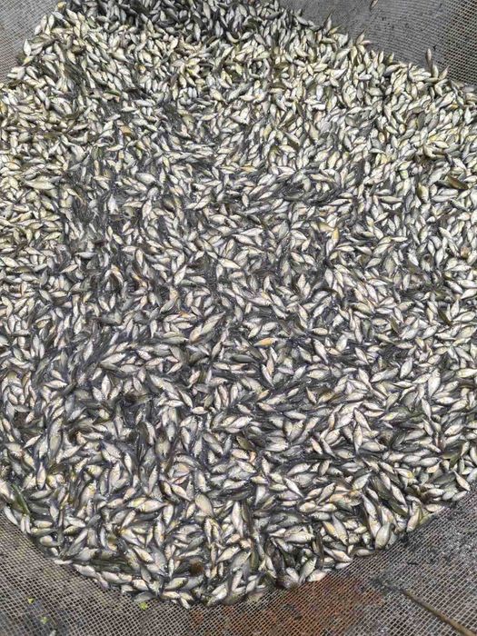 Продавам едър шаран