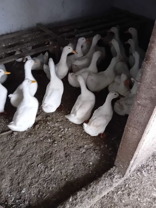 Rațe Pekin, rasă mixtă