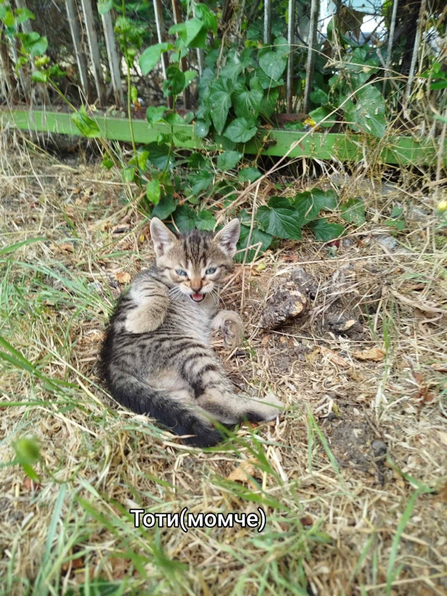 Сладки котета търсят дом!