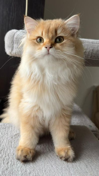 British longhair