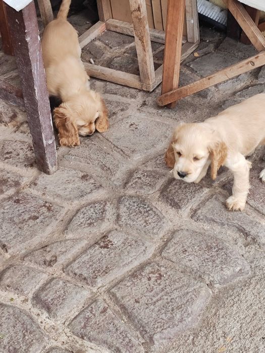 Продават се Кокер шпаньол