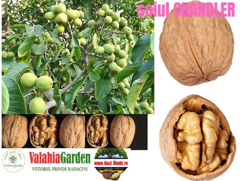 Aronia, Aluni, Kaki, Smochini, Nuci altoiti si Butasi vita de vie