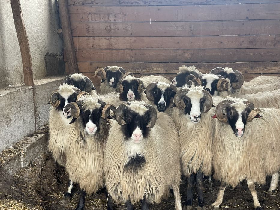 Berbeci Miori de vanzare