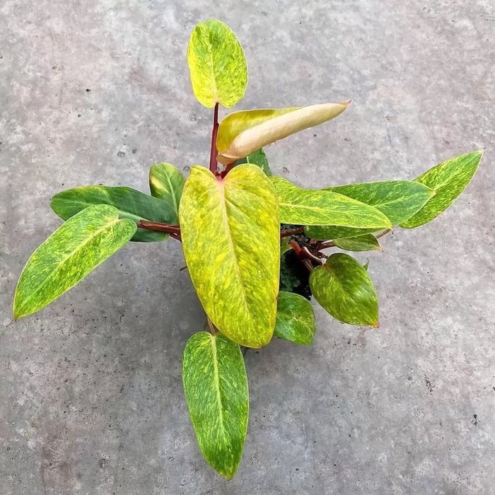 Филодендрон медуза