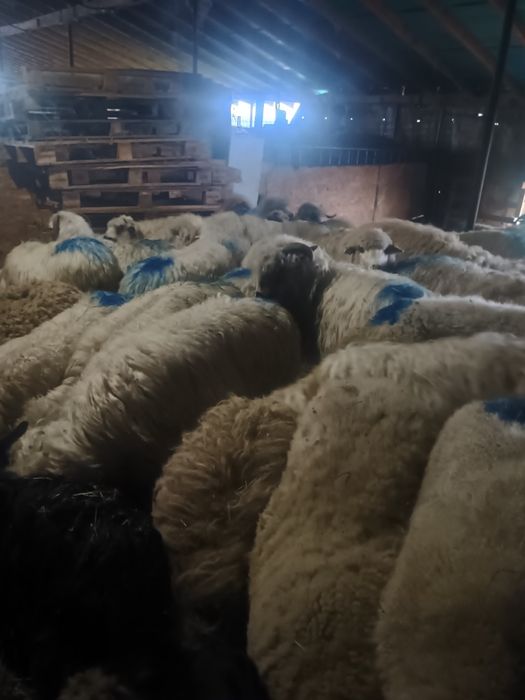 Schimb oi cu capre de rasă boer alpine