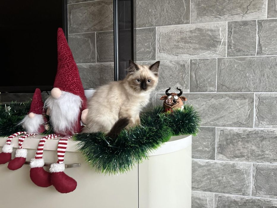 Регдол / Ragdoll /