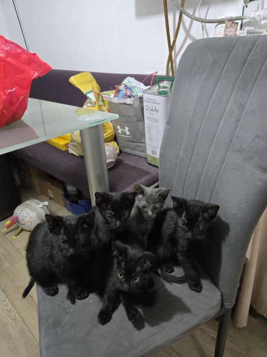 Dau Spre Adopție Gratuit Pui de pisică 10 săptămâni