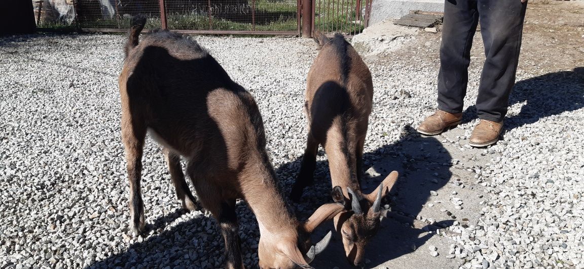 Capre alpina franceză