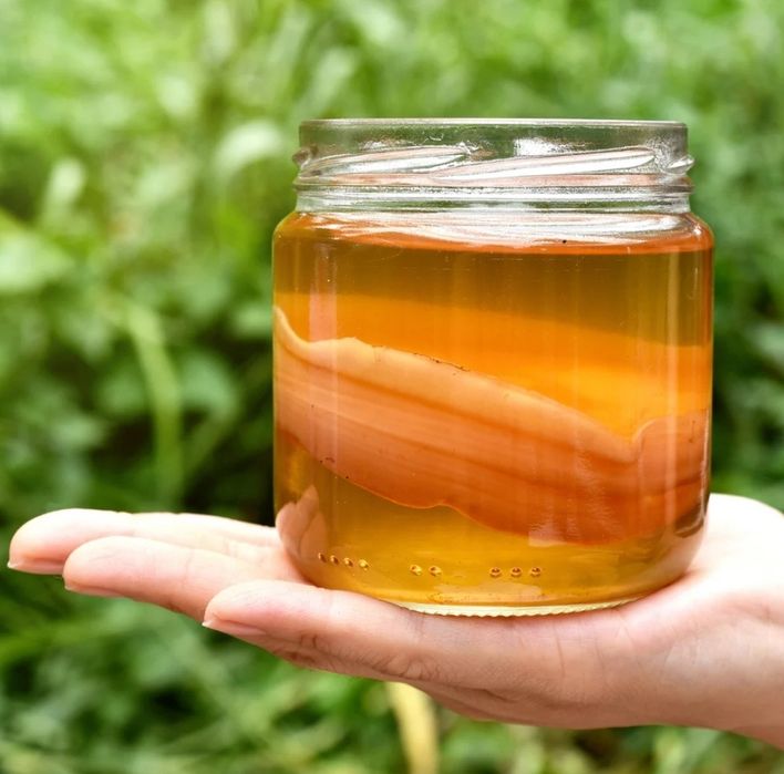 Ciupercă Kombucha starter