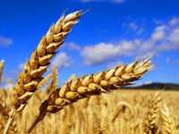 Продам пшеницу 40 тонн