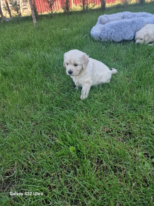 Golden retriever pedigree