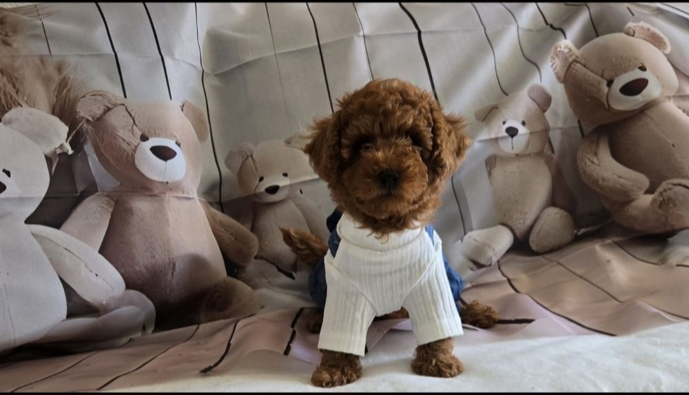 Пудел той / Мини Poodle toy с родословие
