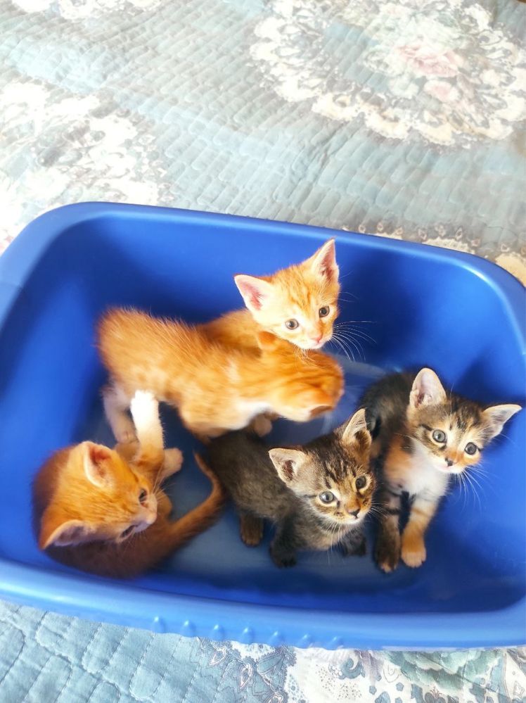 Котенок//////////