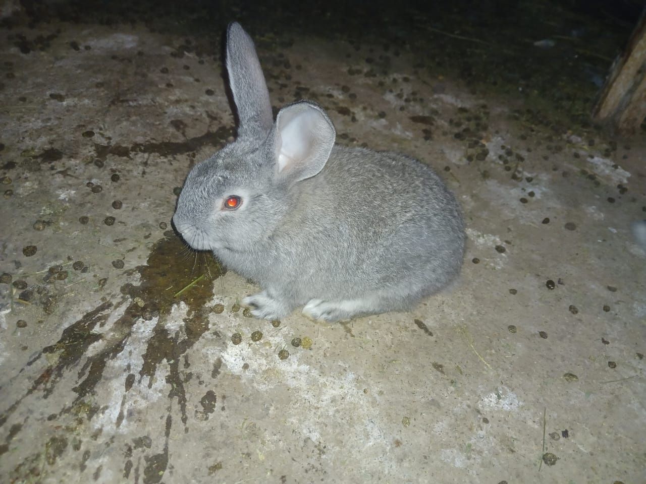 Кролик белый панон