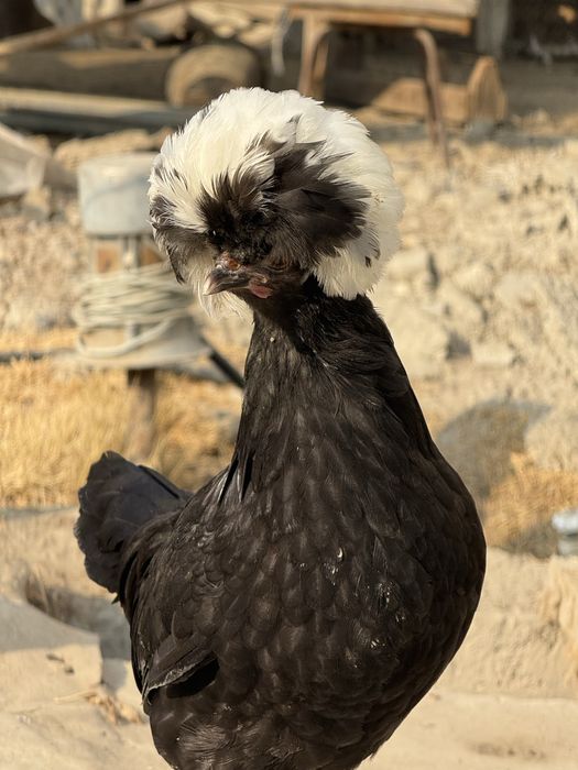 Zotdor tovuqlar va Tovuslar sotiladi