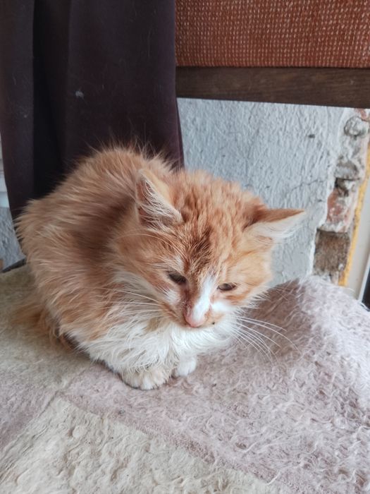 Подарявам котета