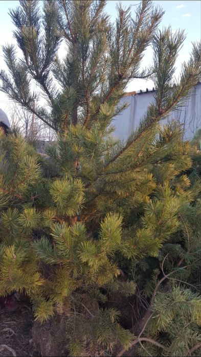 Amenajari gradini cu plante ornamentale
