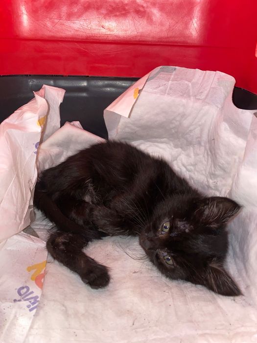 Котенце момче 3 седмици