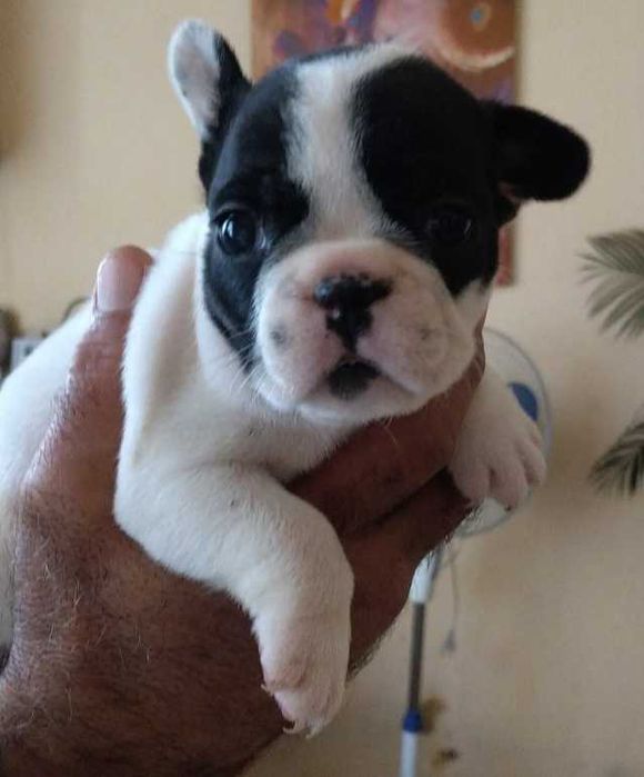 Малки кученца френски булдог