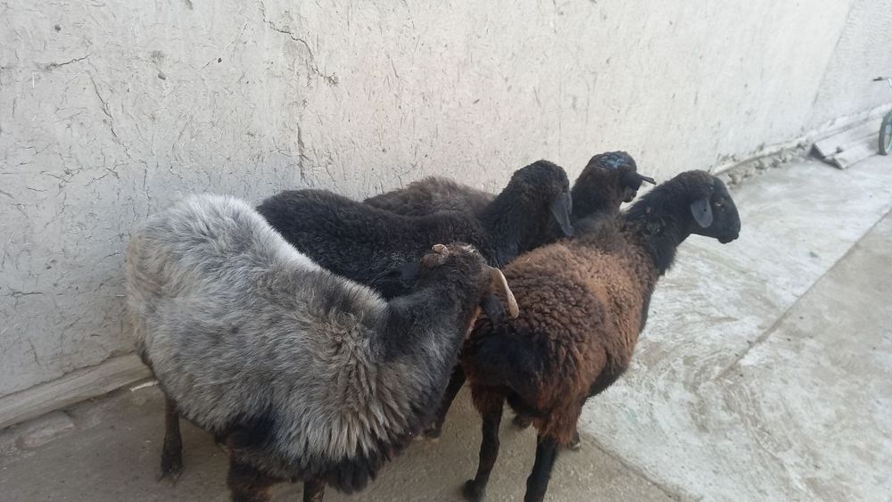 To'q bug'oz quyla sotiladi manzil Shofirkon