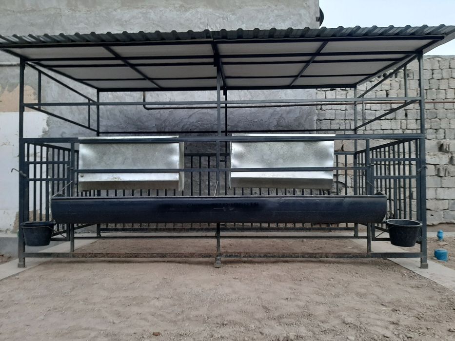 Qoy hona yeğiladigan
