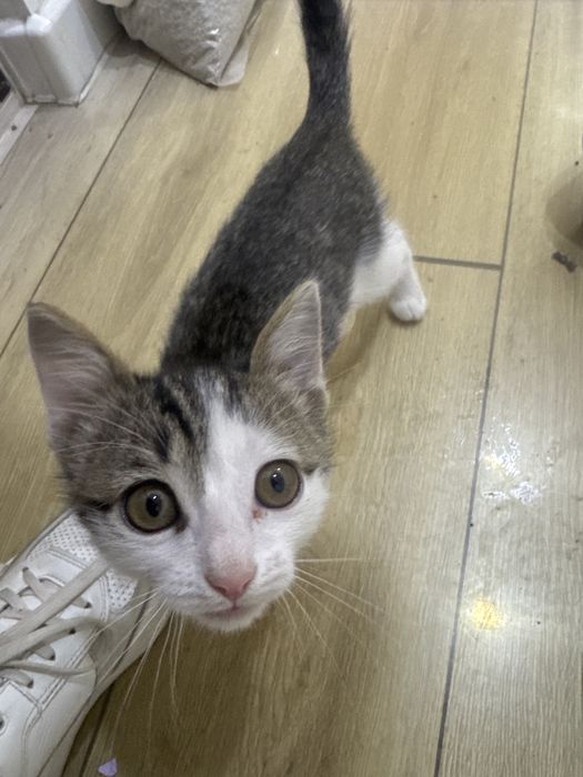 Котёнок мальчик