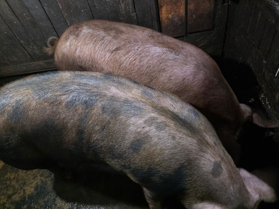 Продавам големи прасета за коледа