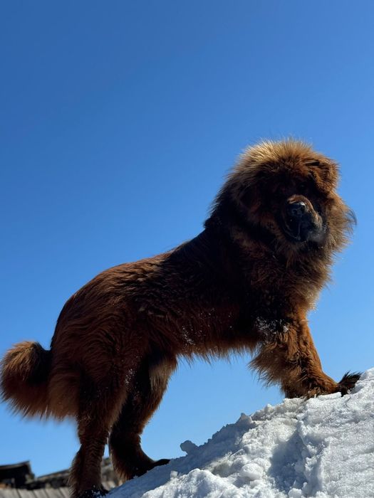 Тибетские мастиф Лион ищет подружку