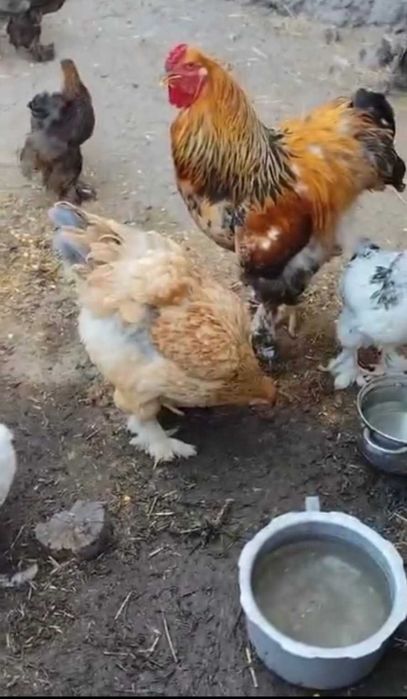 Vând păsări Brahma în Arad