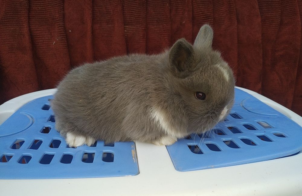 Quyonchalar sotiladi