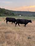 Vaci Angus cu origine gestante