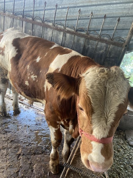 Zotli buqa sotiladi tozzasi srochni pul kerak ligi uchun sotilvoti.