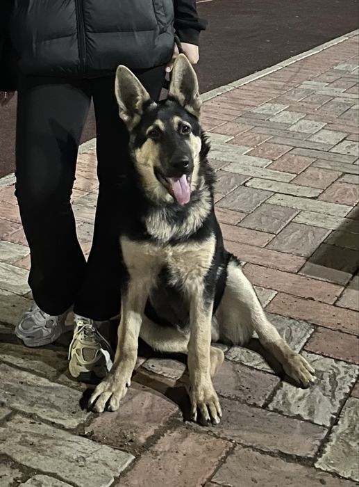 Продам щенка ВЕО