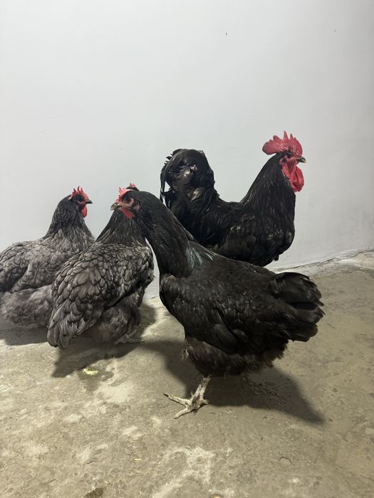 Amerkanskiy Jersiy gigant ideal tuxumda