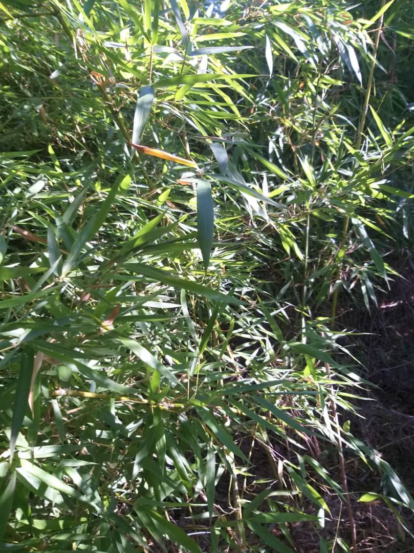 Vând bambus auriu  (Phyllostachis)
