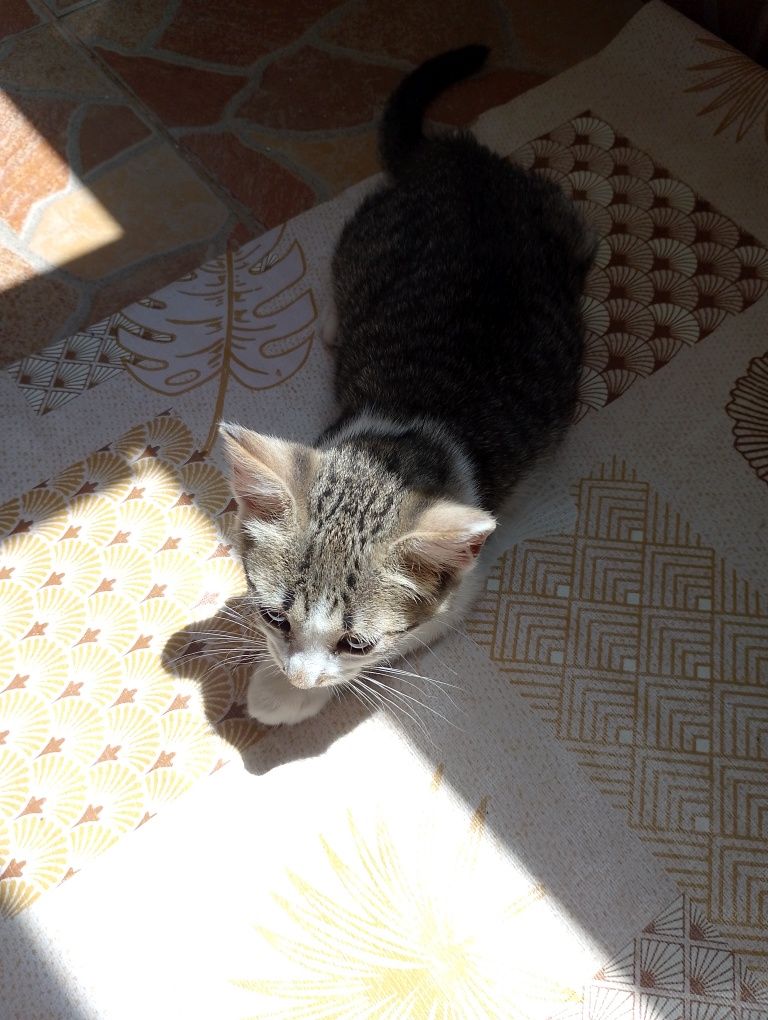 Подарявам малки котенца