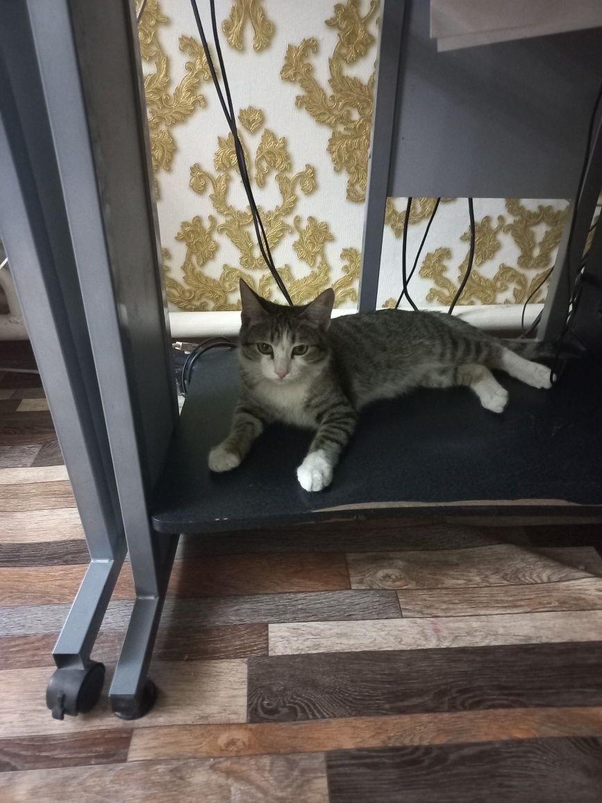 Мысык ұл тегін кот