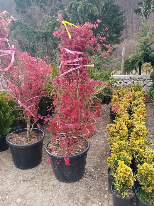 Tuia smarald Tuia Leilandi copaci ornamentali