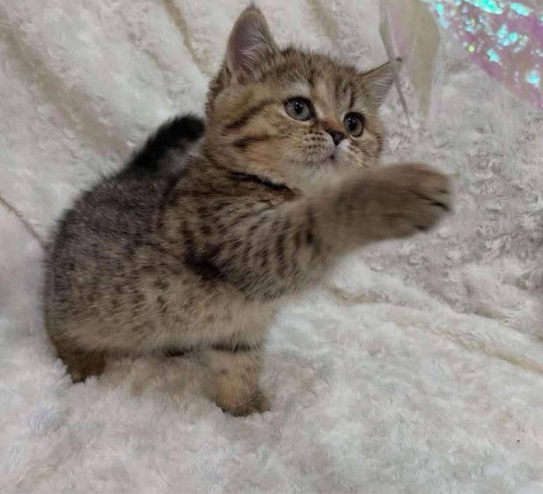 British shorthair mascul