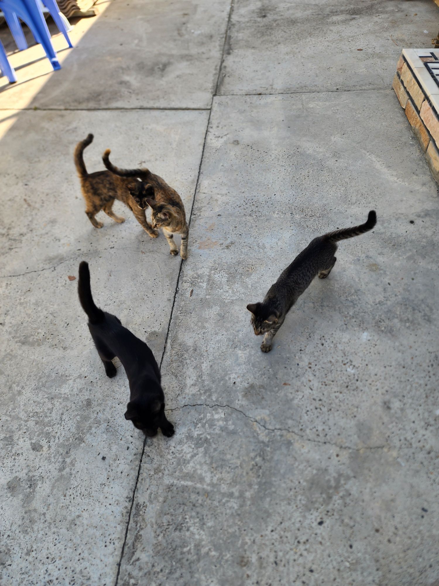 Котята 3х месячные