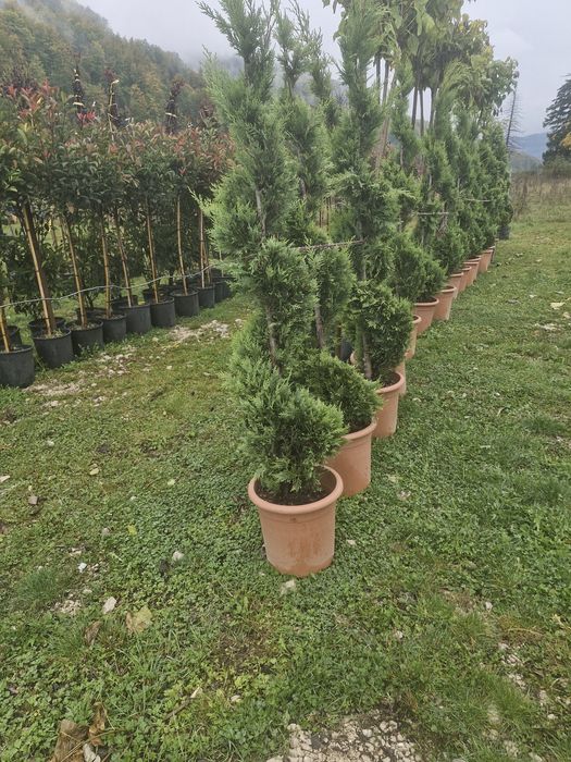 Tuia leylandii super oferta