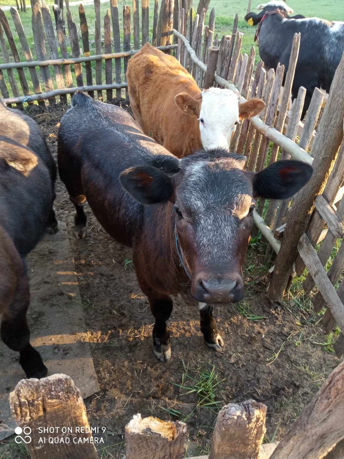 Se vinde 2 bucăți vitel baltat și vitea august.