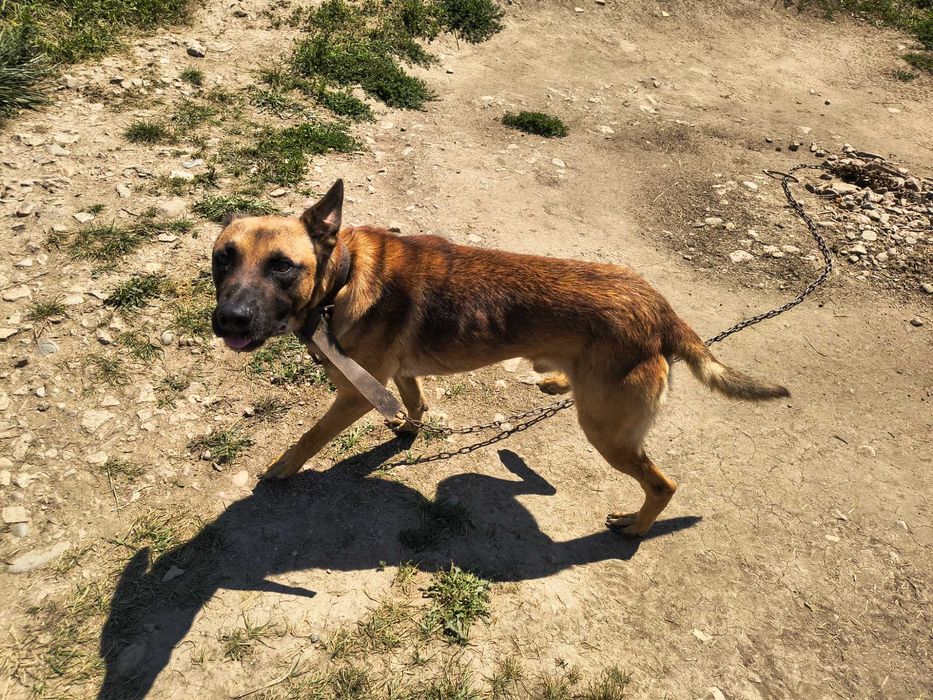 Donez un câine mascul